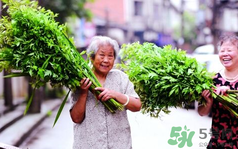 端午節(jié)前后出沒的毒蟲有哪些？端午節(jié)前后如何預防毒蟲？