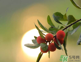 楊梅可以帶上飛機(jī)嗎？飛機(jī)能帶楊梅嗎？