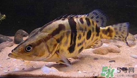 鱖魚怎么養(yǎng)？鱖魚養(yǎng)殖技術(shù)