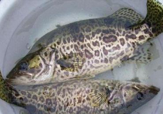 鱖魚是桂魚嗎？鱖魚和桂魚的區(qū)別