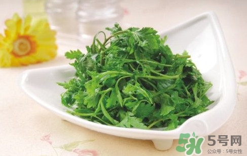 菊花腦孕婦能吃嗎？孕婦可以吃菊花腦嗎
