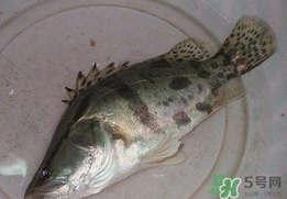 鱖魚怎么讀？鱖魚是什么魚