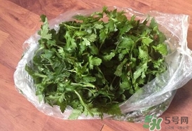 菊花腦怎么種？菊花腦怎么摘
