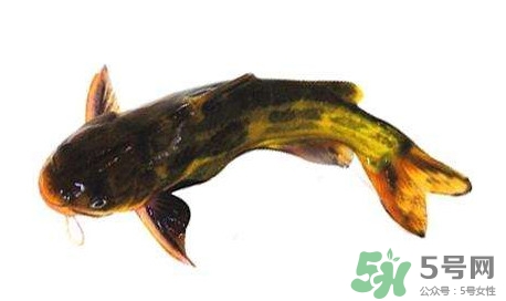 黃顙魚有毒嗎？黃顙魚的營養(yǎng)價值