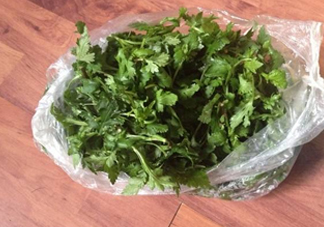 菊花腦怎么種？菊花腦怎么摘