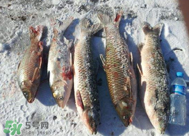 小滿怎么釣魚？小滿釣魚技巧