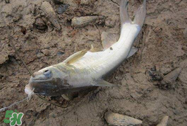 小滿怎么釣魚？小滿釣魚技巧
