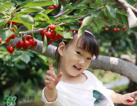 5月份還有櫻桃摘嗎？5月份哪里可以摘櫻桃？