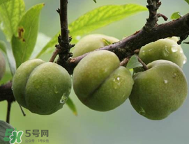 吃李子牙齒酸怎么辦？為什么吃多了李子牙會酸？
