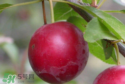 李子和蜂蜜能一起吃嗎？吃了李子可以喝蜂蜜嗎？