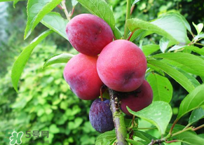 五月份有李子嗎？五月份的李子能吃嗎？