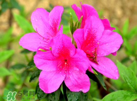 五月還有杜鵑花嗎？杜鵑花什么時(shí)候開？