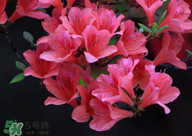 五月還有杜鵑花嗎？杜鵑花什么時(shí)候開？
