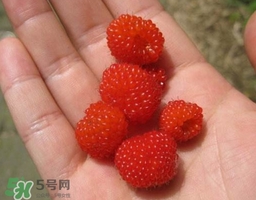 山莓可以泡酒嗎？山莓能不能泡酒