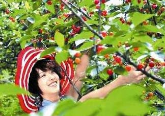 5月份還有櫻桃摘嗎？5月份哪里可以摘櫻桃？