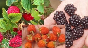 盆栽樹莓怎么養(yǎng)？盆栽樹莓的種植方法