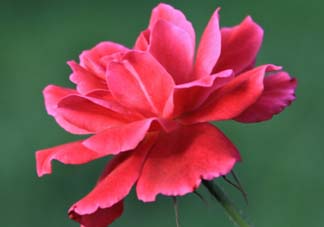 五月還有杜鵑花嗎？杜鵑花什么時候開？