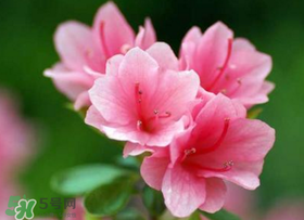五月還有杜鵑花嗎？杜鵑花什么時(shí)候開？