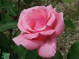 小滿開什么花？小滿節(jié)氣開的植物