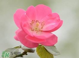 小滿開什么花？小滿節(jié)氣開的植物