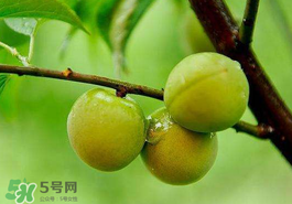 青梅果有什么好處？青梅果的功效與作用