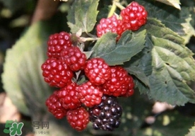 刺泡是山莓嗎？刺泡和山莓的區(qū)別