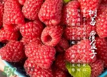 刺泡的熱量 刺泡可以減肥嗎？