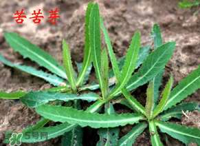 苦苦菜怎么腌制？怎樣腌制苦苦菜？