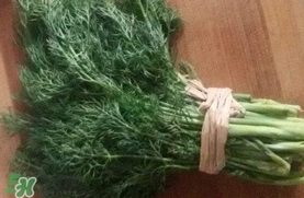 茴香菜是什么菜？茴香菜是香菜嗎