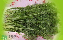 茴香菜是酸性還是堿性？什么人不能吃茴香菜