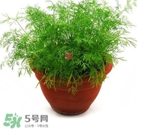 茴香菜什么時候種？茴香菜什么季節(jié)吃