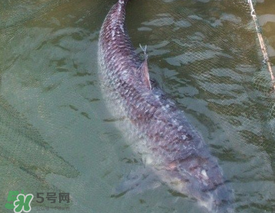 端午節(jié)好釣魚(yú)嗎?？端午節(jié)可以釣魚(yú)嗎？