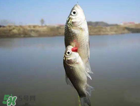 端午節(jié)好釣魚(yú)嗎?？端午節(jié)可以釣魚(yú)嗎？