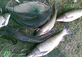 端午節(jié)好釣魚(yú)嗎?？端午節(jié)可以釣魚(yú)嗎？