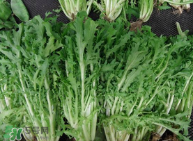 苦菜和羊肉能一起吃嗎？苦菜能和羊肉一起吃嗎？