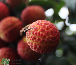 荔枝一天吃多少合適？荔枝一天最多吃幾個(gè)？