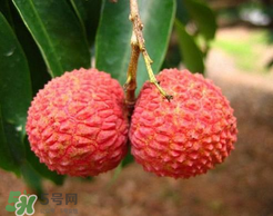 荔枝一天吃多少合適？荔枝一天最多吃幾個(gè)？
