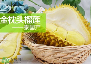 金枕頭榴蓮怎么才算熟？金枕頭榴蓮怎么催熟？