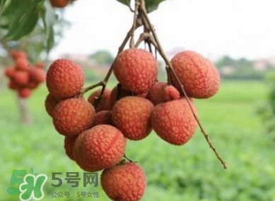 白糖罌和妃子笑哪個(gè)好吃？妃子笑和白糖罌的區(qū)別