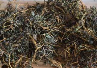 苦菜可以曬干嗎？苦菜怎么曬干？