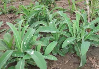 苦菜多少錢一斤？苦菜多少錢一斤2017？