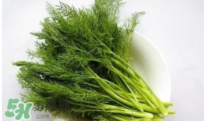 茴香菜怎么做好吃？茴香菜怎么炒好吃