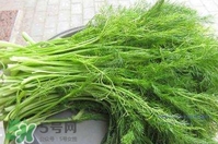 茴香菜是酸性還是堿性？什么人不能吃茴香菜