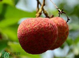 掛綠荔枝為什么那么貴？為什么掛綠荔枝這么貴？