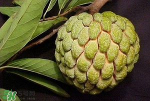 釋迦果怎樣催熟？釋迦果怎么判斷熟沒熟？