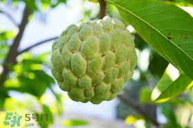 釋迦果怎么保存？釋迦怎么保存時(shí)間長？