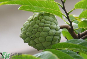釋迦果怎么保存？釋迦怎么保存時(shí)間長？