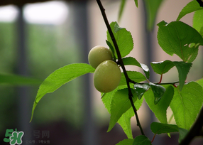 哪些人不能吃青梅？青梅的禁忌