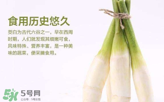 茭白是筍嗎？茭白是高筍嗎