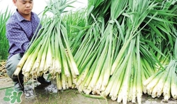 茭白什么時候上市？茭白什么季節(jié)有